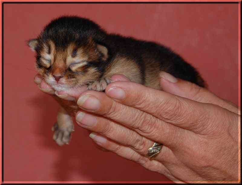 Das wildfarbene Katerchen Pabu