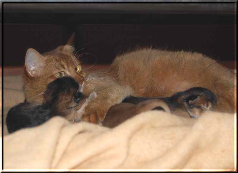Roma with her four kittens