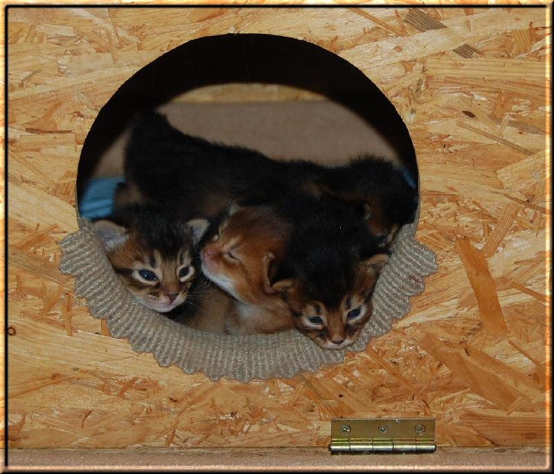 Birthing box