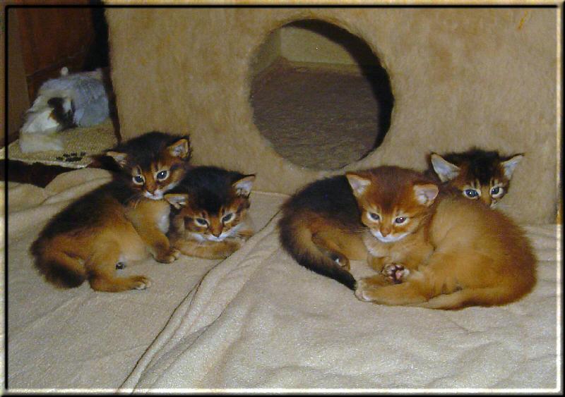 Alle vier Kitten