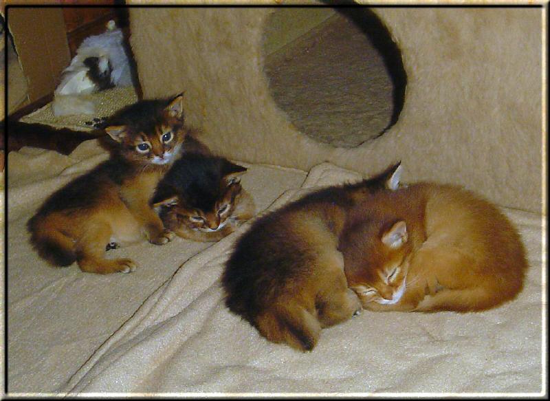Alle vier Kitten