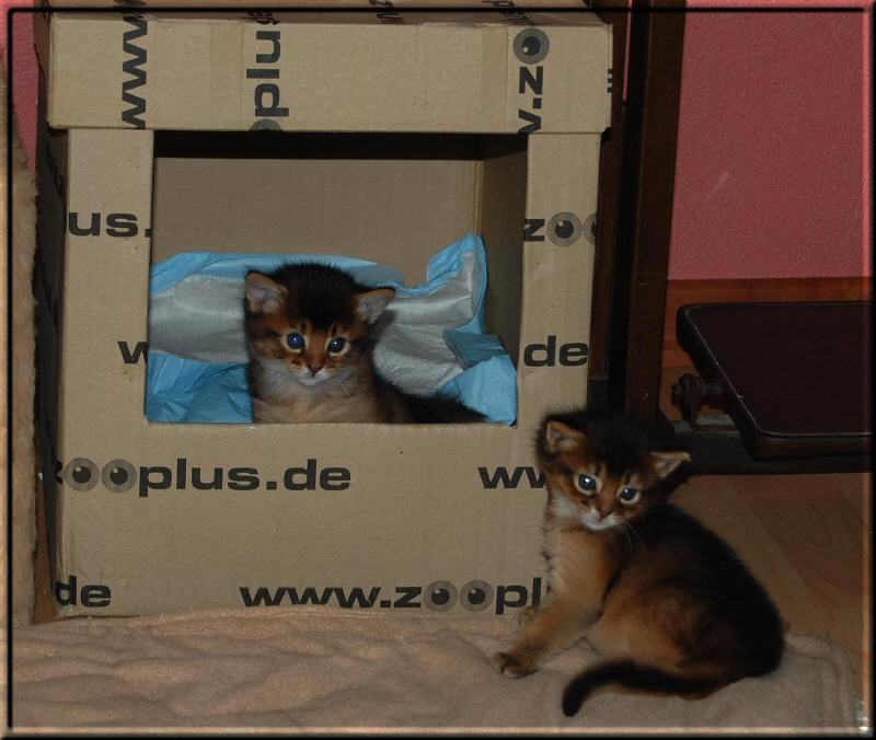 Kitten spielen