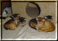 All four kittens