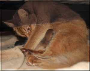 Roma mit allen vier Kitten Roma mit allen vier Kitten