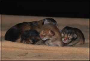 Roma mit allen vier Kitten Roma mit allen vier Kitten