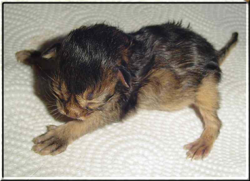 Portrait Kitten Belladonna of Kumasasa