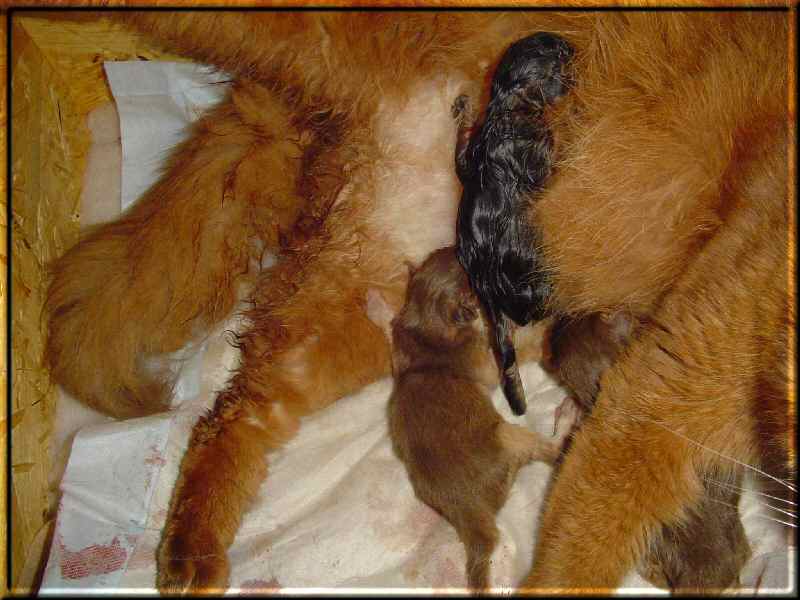 Kissy with her three kittens