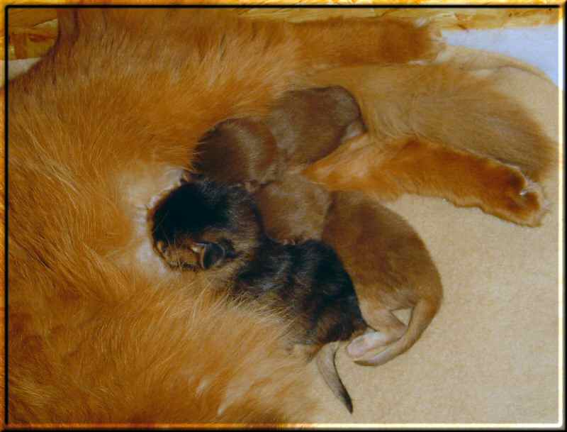 All three kittens suckling