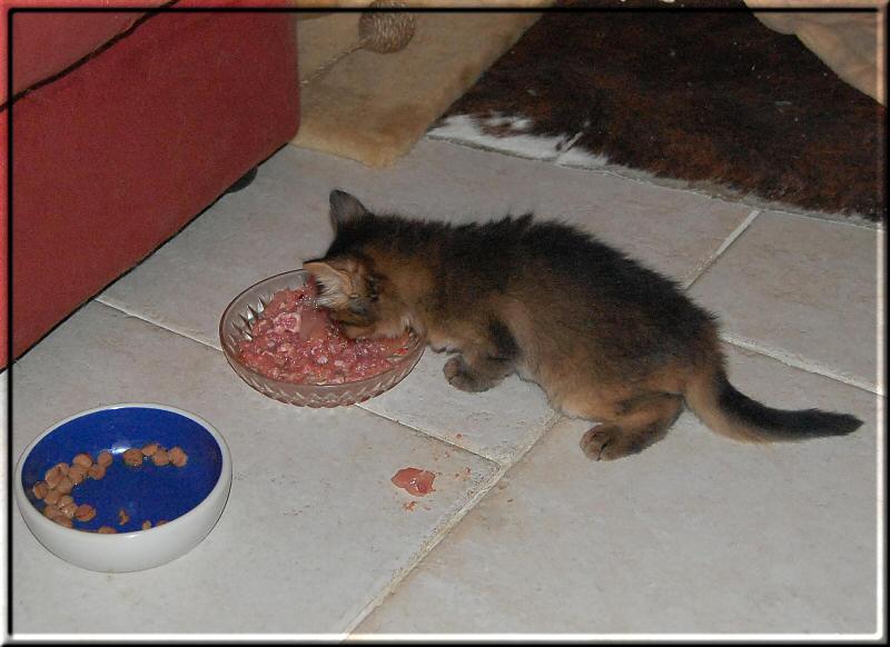 Belladonna feeding raw meat