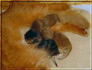 Alle Kitten nuckeln Alle Kitten nuckeln