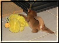 Solanos und die Ente