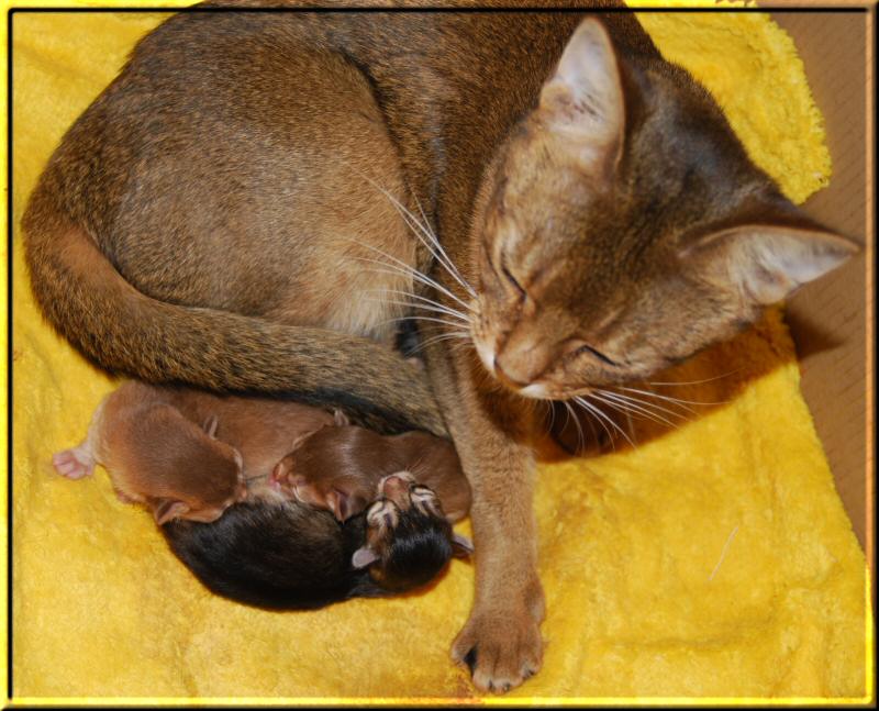 Elli with her three kittens