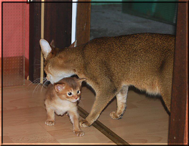 Copper's getaway into the neighbour room