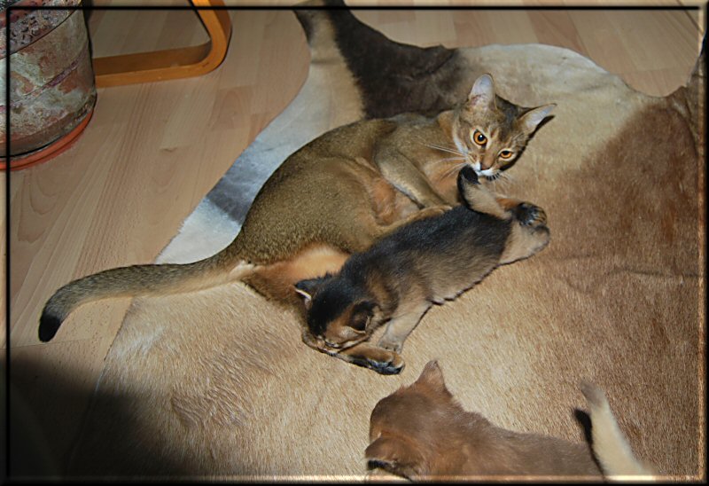 Elli cuddling Sepia
