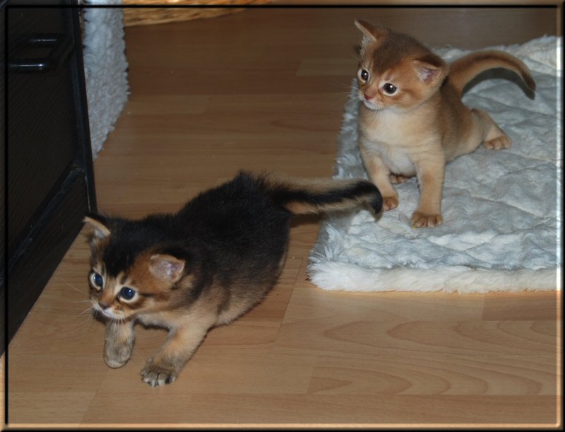 Sepia and Carmine exploring