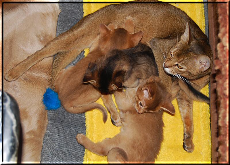 Elli and her kittens after moving