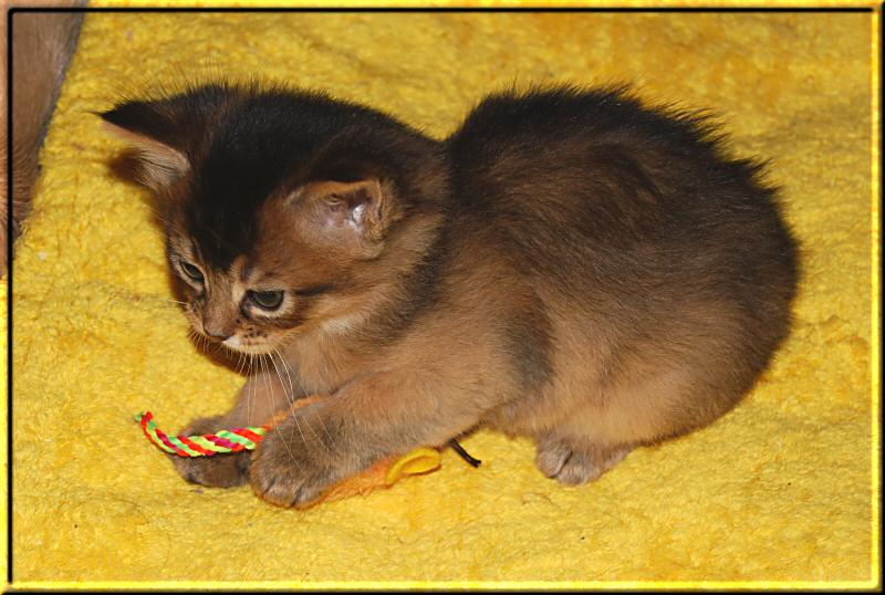 Sepia with toy