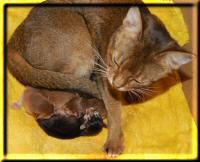 Elli and her three newborn kittens