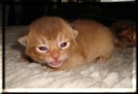 The sorrel coloured female Abyssinian var. Carmine of Kumasasa