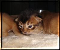 The ruddy female Somali cat