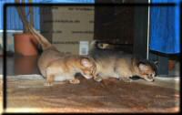 Copper and Sepia on Hartebeest