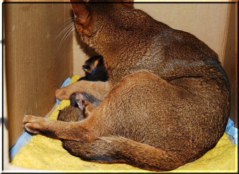 Elli feeding her newborn kittens