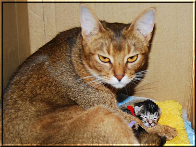 Elli with her kittens