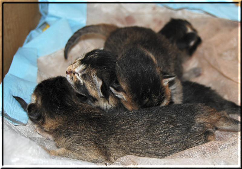 Die vier neugeborenen Kitten