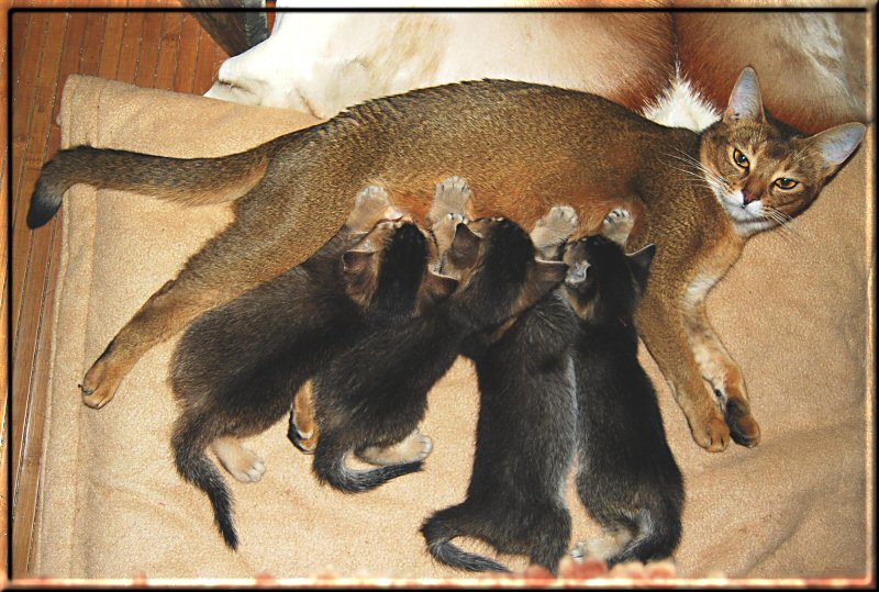 Elli feeding her kittens