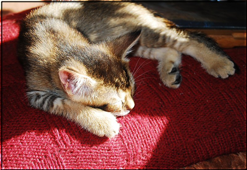 Leroy sleeping in the sun