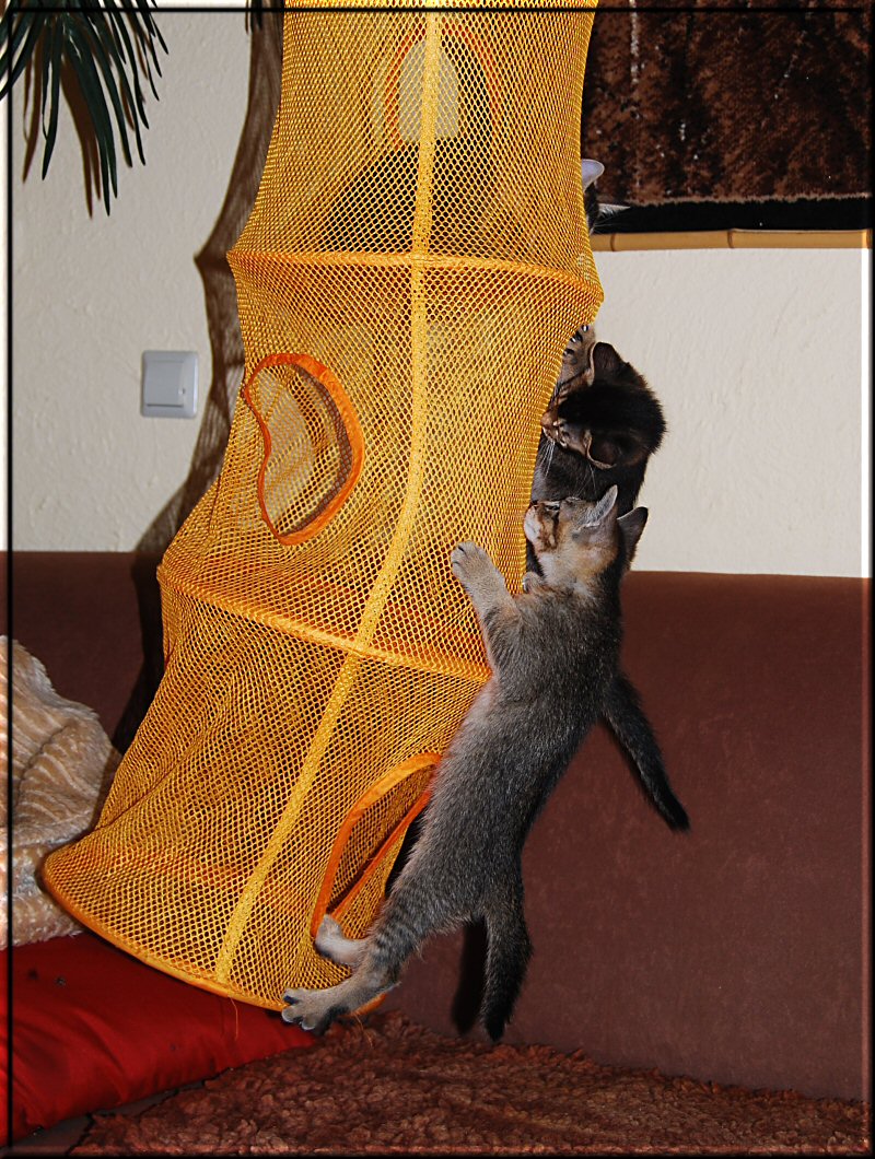 Kittens climbing