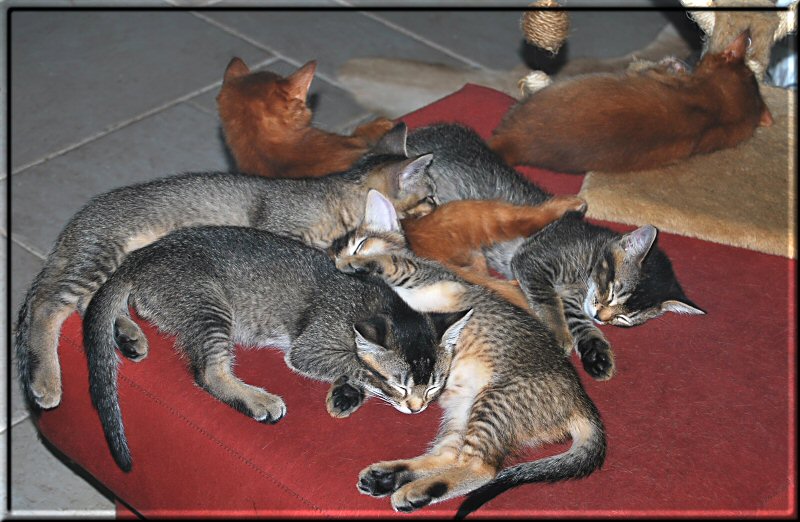 Six kittens sleeping