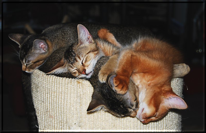 Vier Kitten schlafen