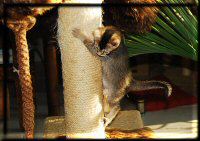 Leroy climbing Leroy climbing