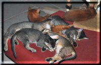 6 kittens sleeping
