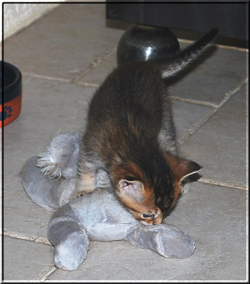 Beryl mit Spielzeug