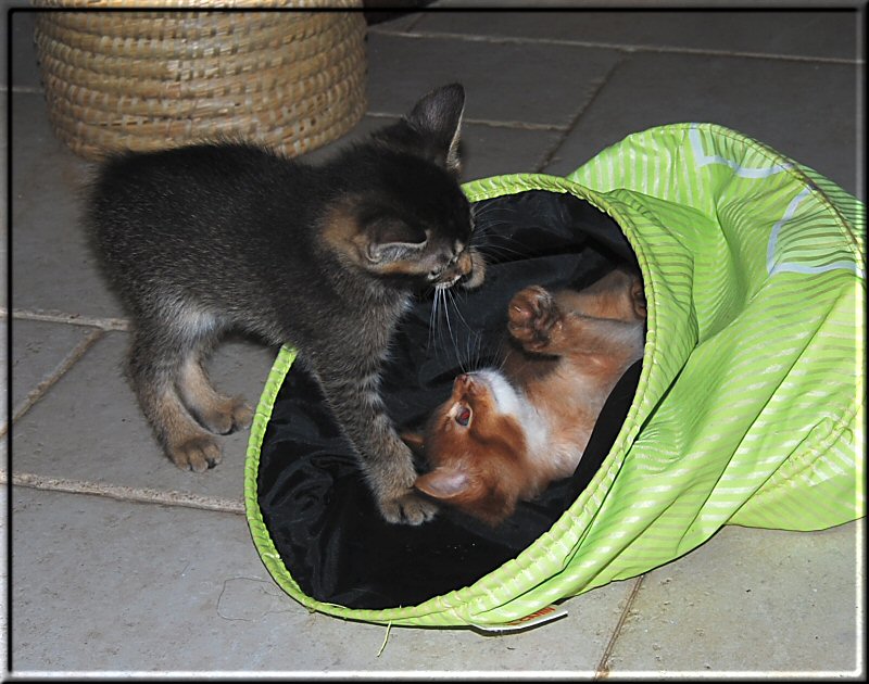 Jasper and Abby playing