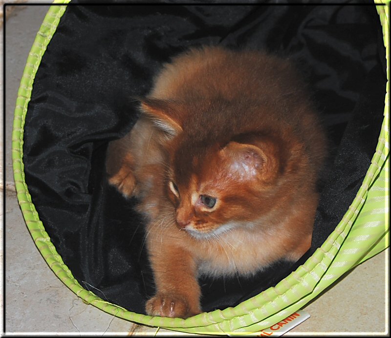 Jasper in play tunnel