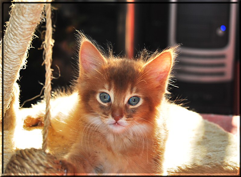 Jasper's ear tufts