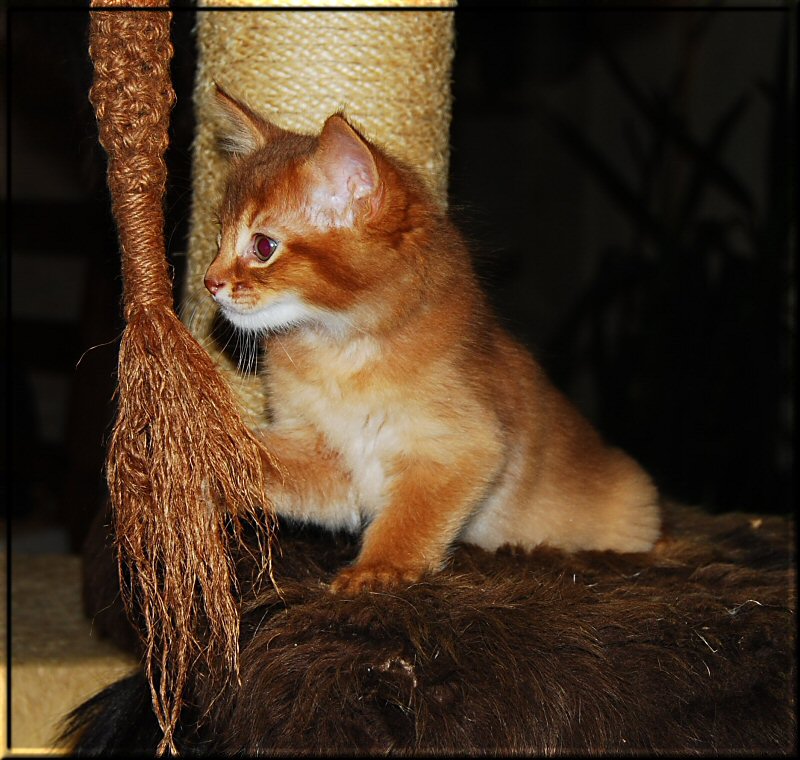 Jasper auf dem Kratzbaum