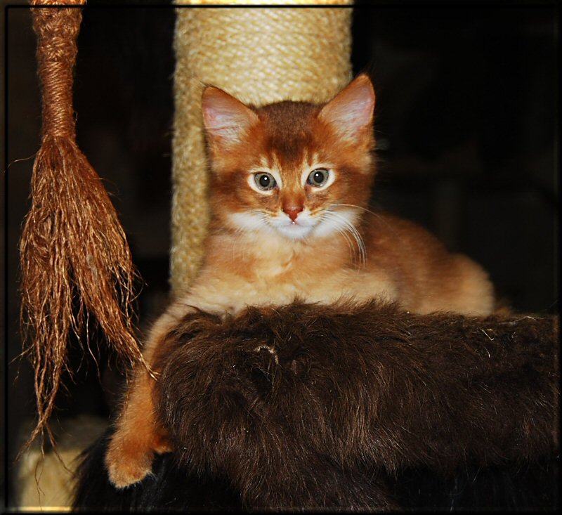 Jasper auf dem Kratzbaum