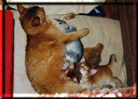 Roma with her kittens