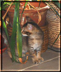 Beryl in plants