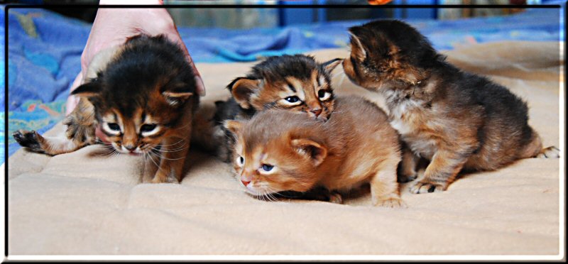 All four kittens