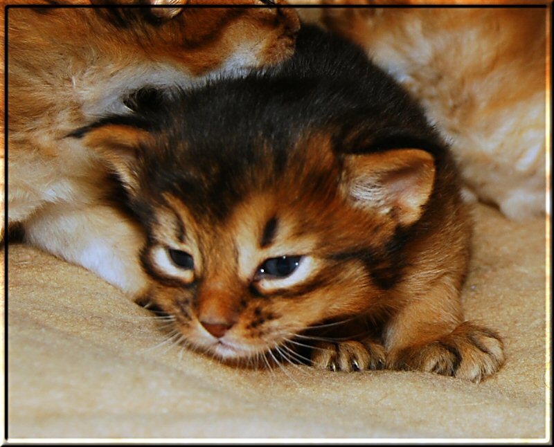 Somali cat Okavango