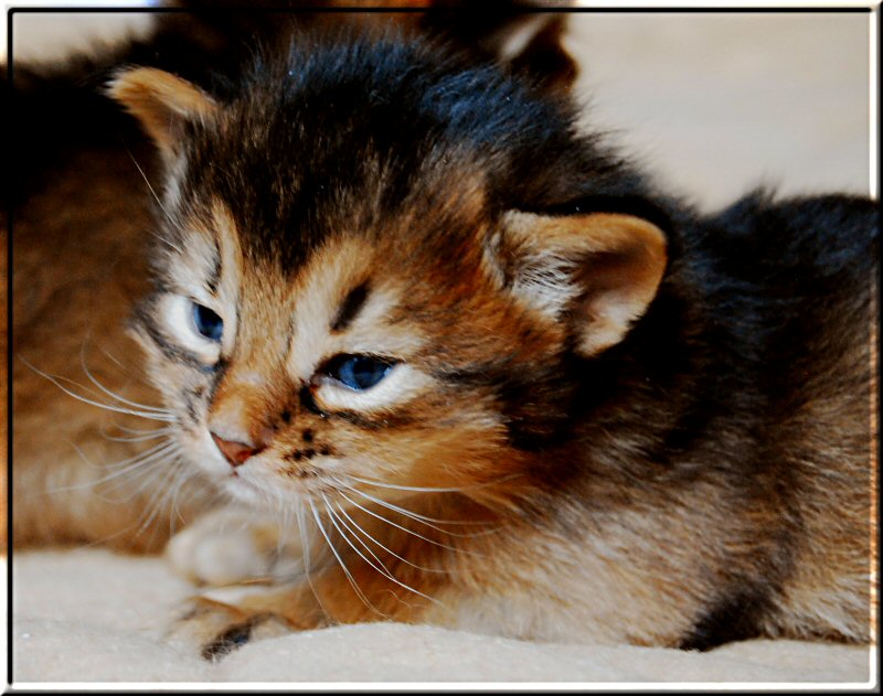 Ruddy Somali cat Okavango