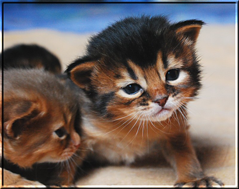 Somali cat Saïwa