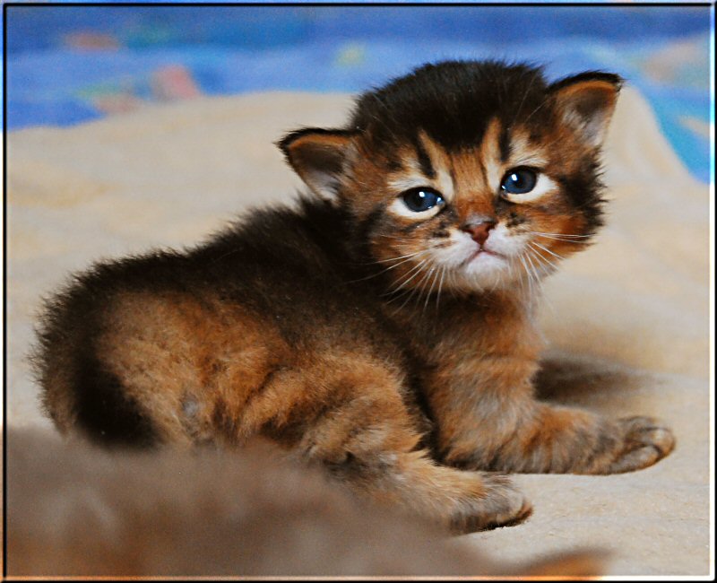 ruddy Somali cat Saïwa