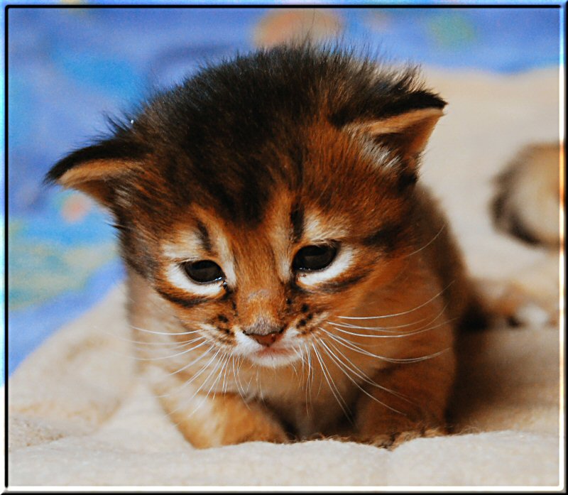 Somali cat Samburu