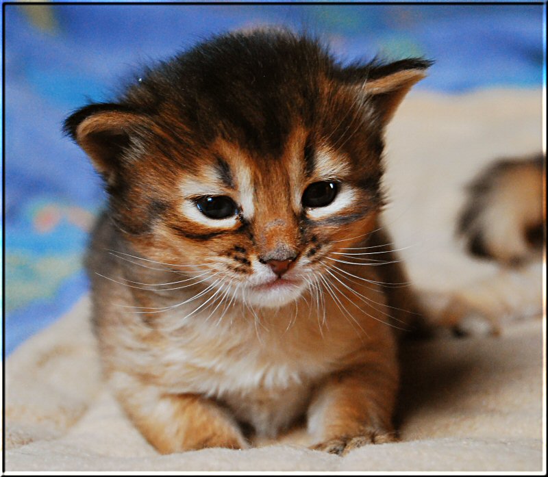 Ruddy Somali cat Samburu